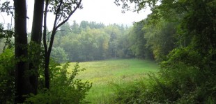 Sky Farm - lower meadow