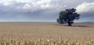 cornfield - richmond
