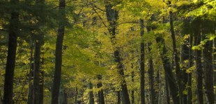 lenox watershed1007.062